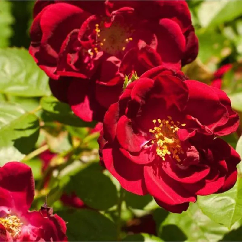 Explosion Climbing Rose Garden Seeds - Image 7