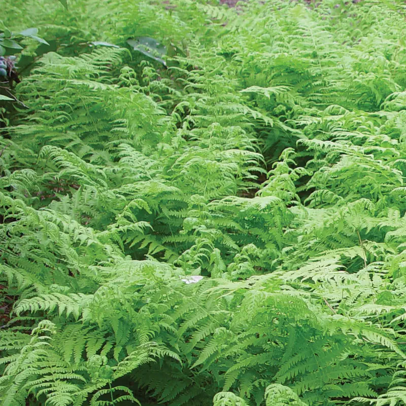 Fern, Ostrich - Image 3