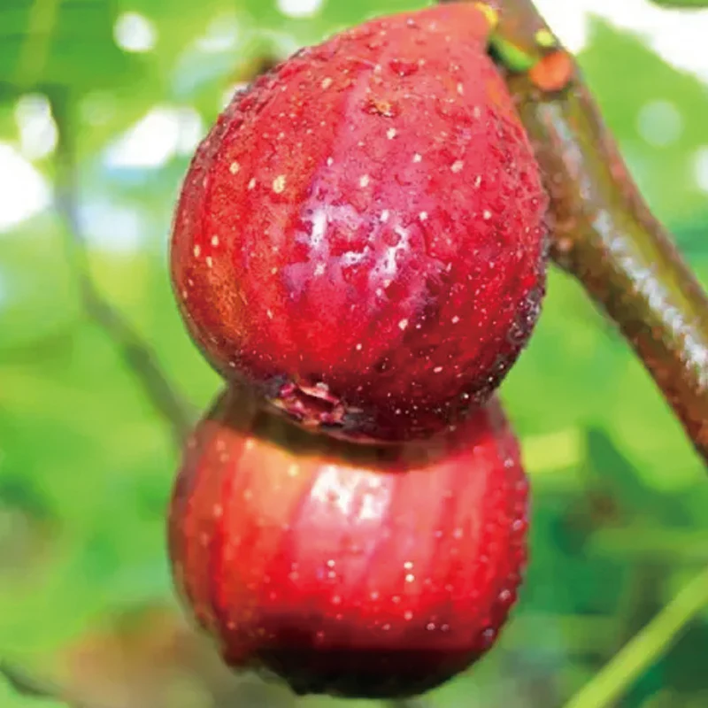 Fig Tree Seeds (Ficus carica), Sweet Fruit Shrub - Image 4