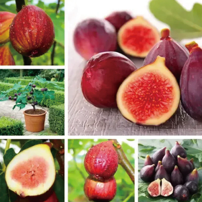 Fig Tree Seeds (Ficus carica), Sweet Fruit Shrub - Image 5
