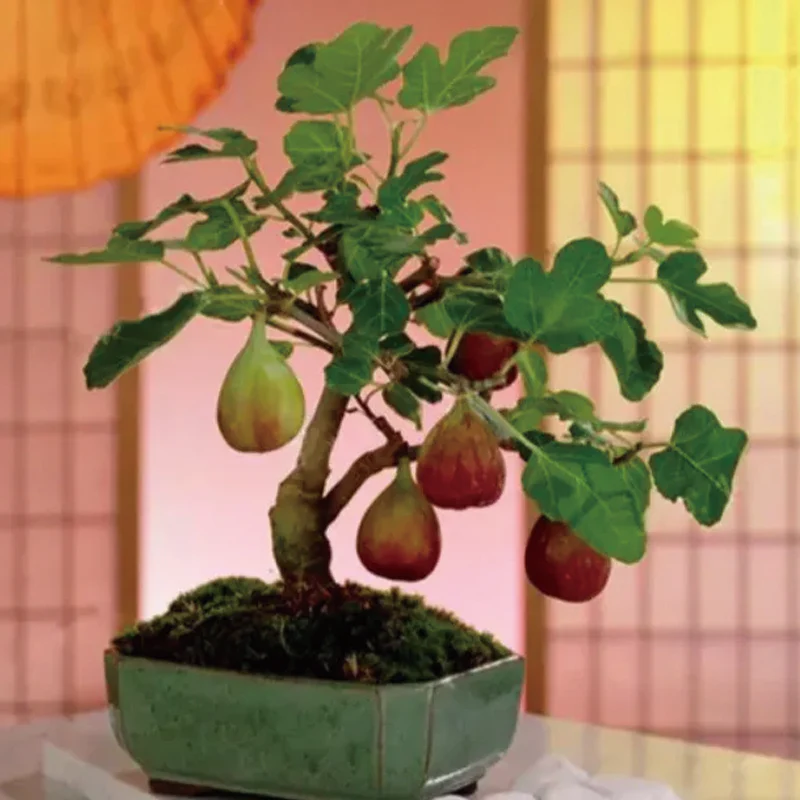 Fig Tree Seeds (Ficus carica), Sweet Fruit Shrub - Image 6