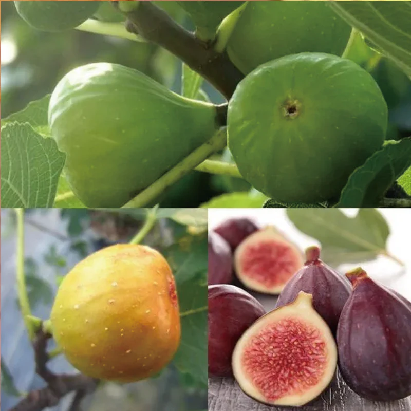 Fig Tree Seeds (Ficus carica), Sweet Fruit Shrub - Image 7