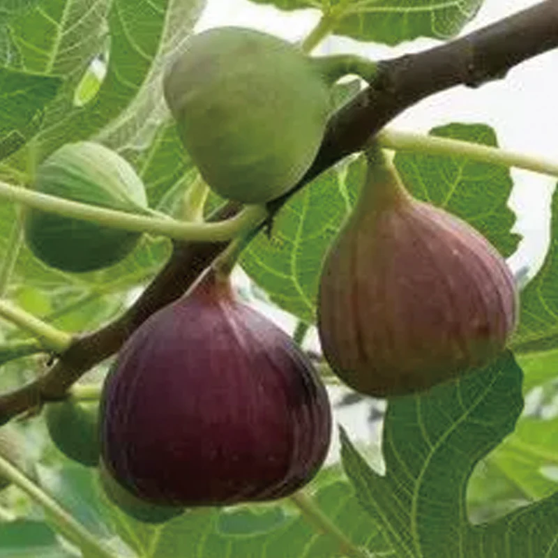 Fig Tree Seeds (Ficus carica), Sweet Fruit Shrub - Image 8