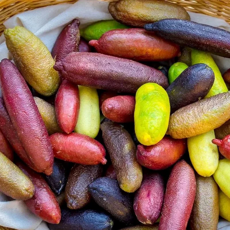 Finger Lime Seeds-Citrus Australasica - Image 10
