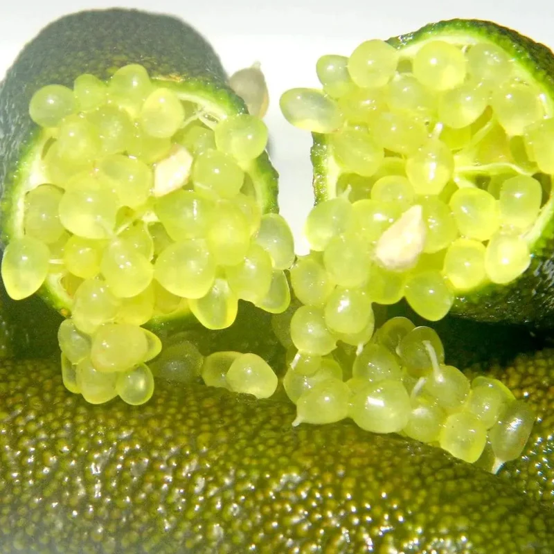 Finger Lime Seeds-Citrus Australasica - Image 3