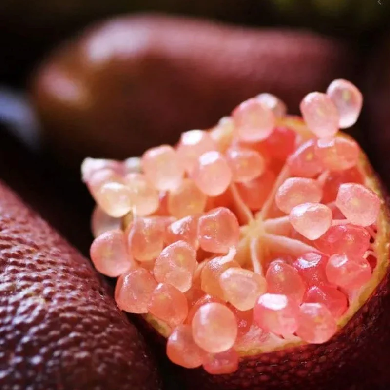 Finger Lime Seeds-Citrus Australasica - Image 4