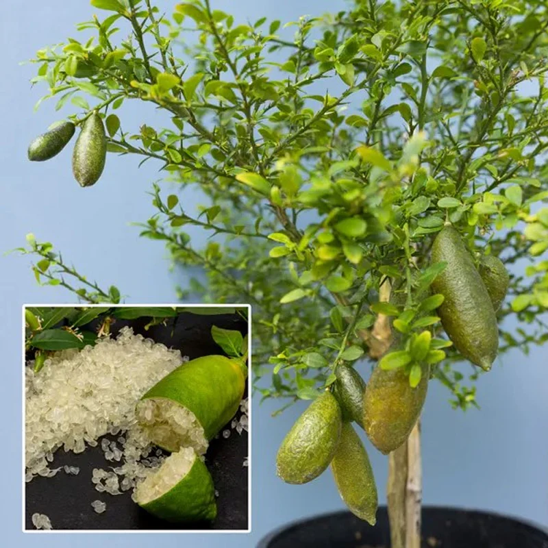 Finger Lime Seeds-Citrus Australasica - Image 5