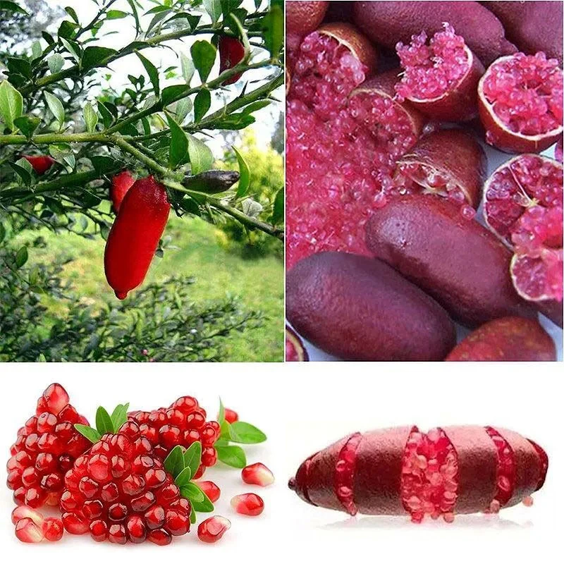 Finger Lime Seeds-Citrus Australasica - Image 6