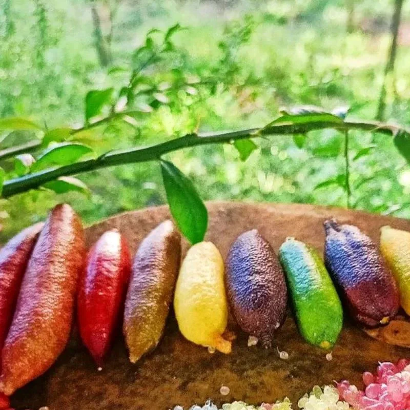 Finger Lime Seeds-Citrus Australasica - Image 7