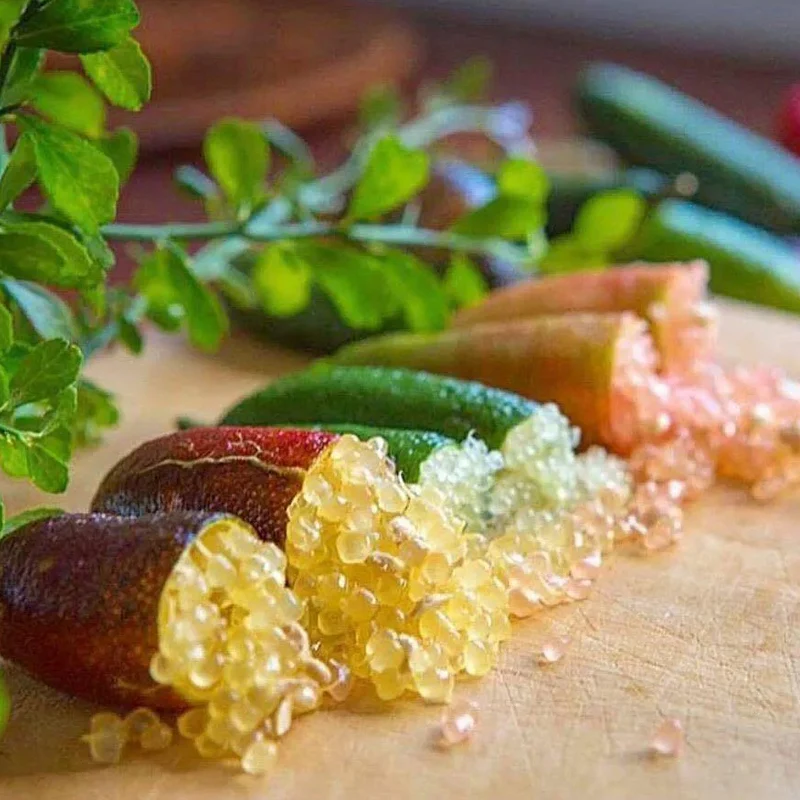 Finger Lime Seeds-Citrus Australasica - Image 8