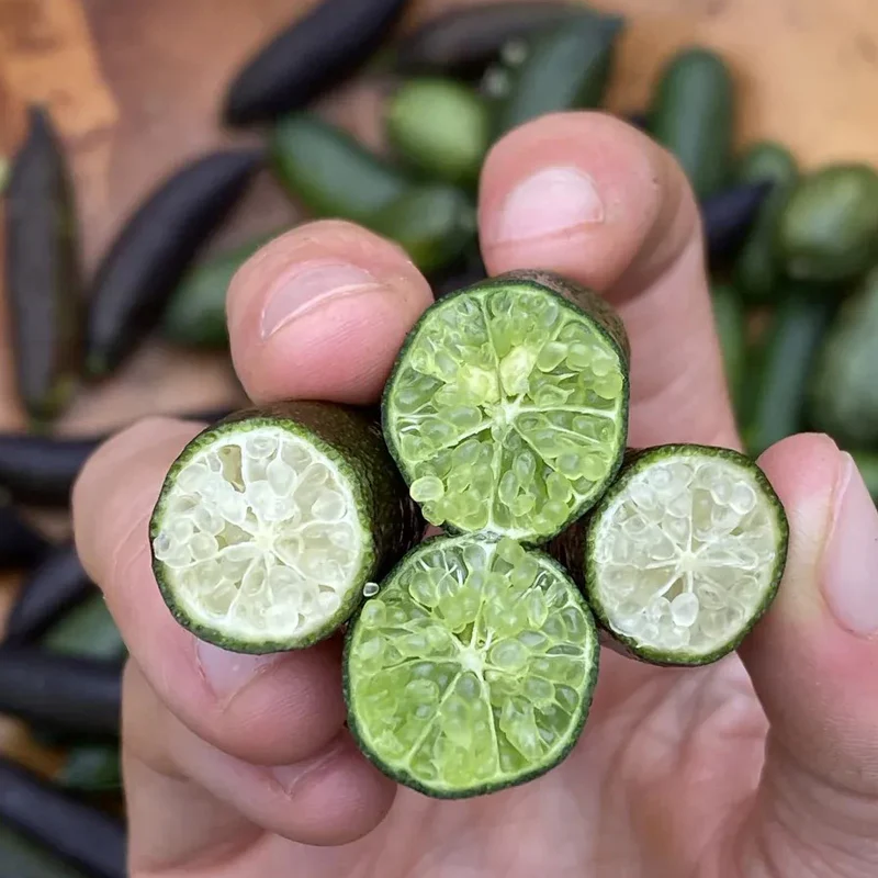 Finger Lime Seeds-Citrus Australasica - Image 9