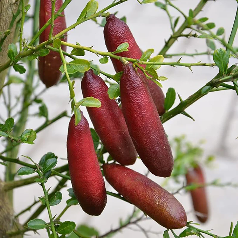 Finger Lime Seeds Citrus Australasica Caviar Lime Garden Outdoor