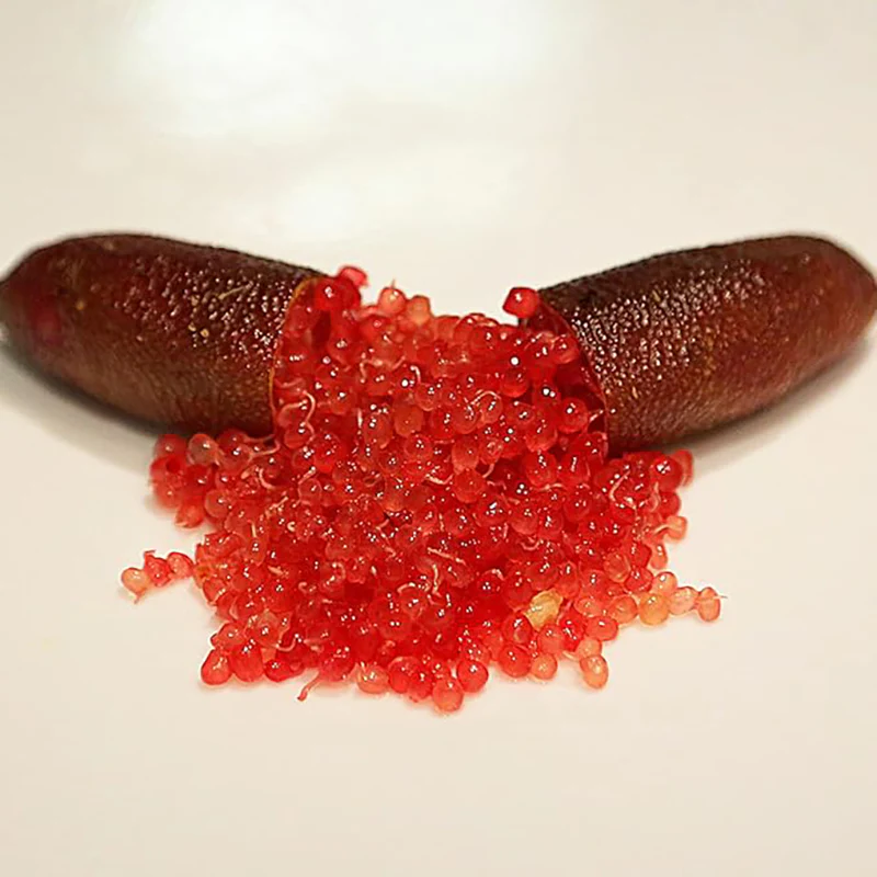 Finger Lime Seeds Citrus Australasica Caviar Lime Garden Outdoor - Image 3