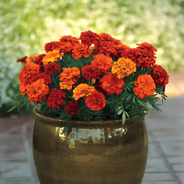 Fireball Marigold Seeds