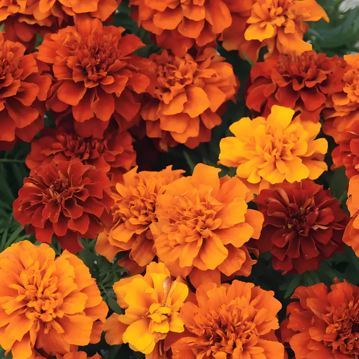 Fireball Marigold Seeds - Image 3