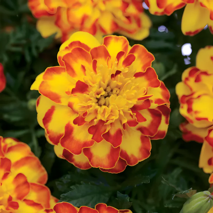 Flamenco Marigold Seeds