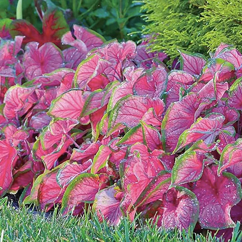 Florida Sweetheart Caladium Pink Strap Large Root Stunning Pink Foliage - Image 2