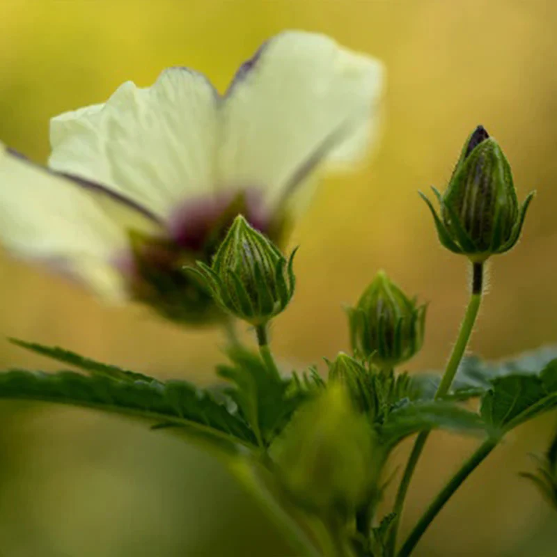 Flower of an Hour (Hibiscus trionum) - Image 2