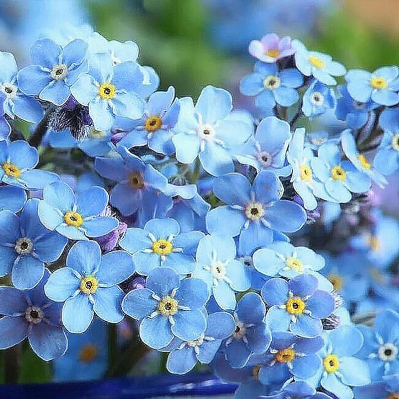 Forget Me Not Seeds for Ground Cover for Tulips and Other Seeds - Image 3