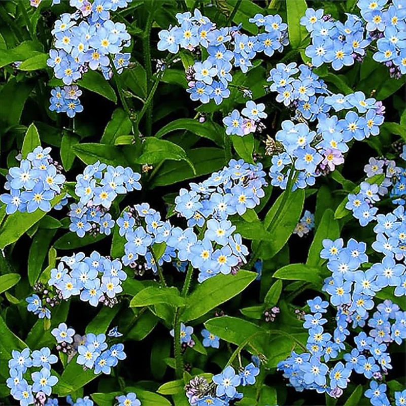 Forget Me Not Seeds for Ground Cover for Tulips and Other Seeds - Image 4