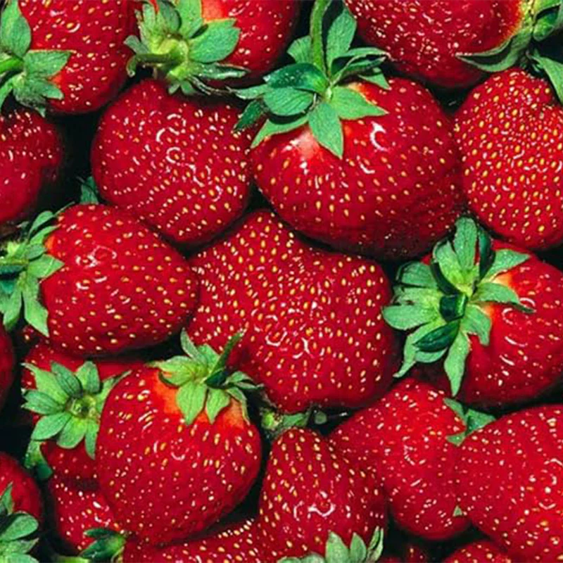 Fort Laramie Everbearing Strawberry Bare Root Plants - Hardiest Everbearer