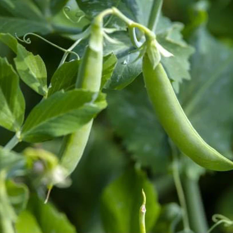 Fresh Peas Vegetable Seeds - Image 3