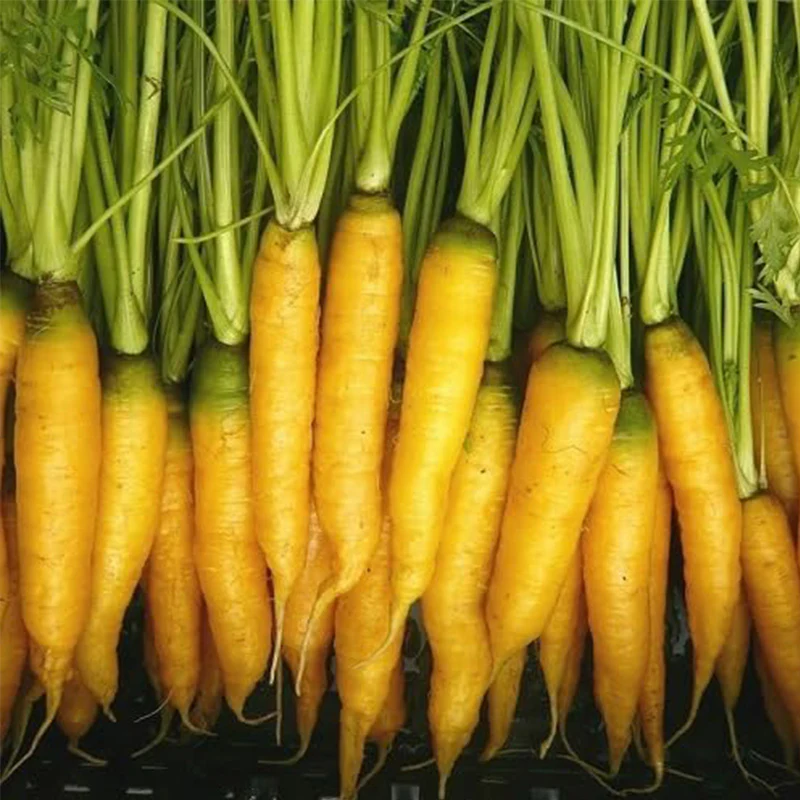Fresh Carrot Vegetable Seeds - Image 3