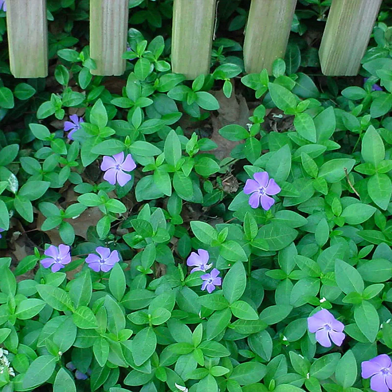 Fresh Garden Vinca Minor Seeds - Image 3