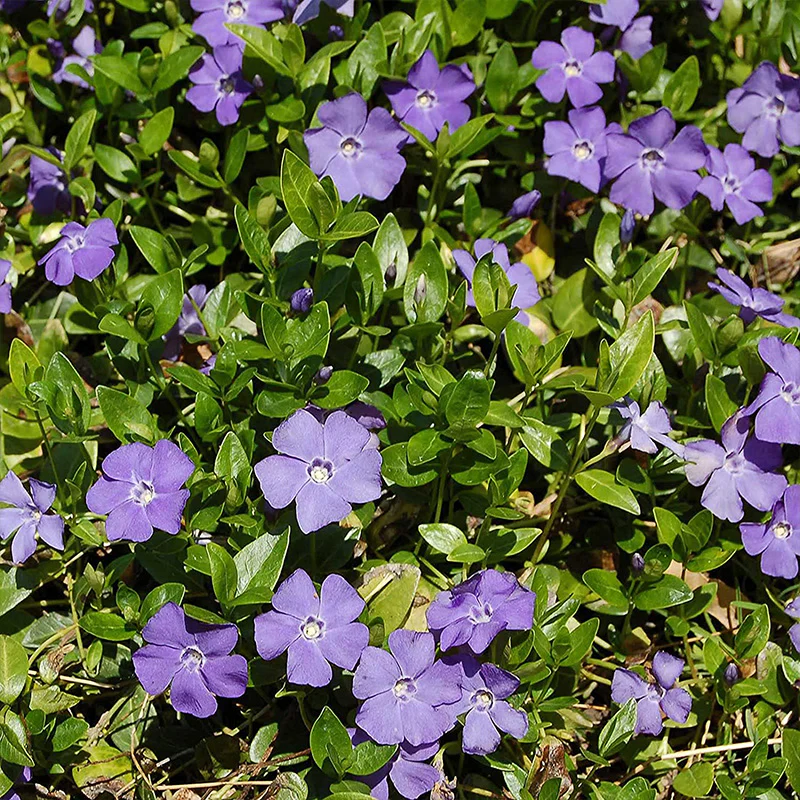 Fresh Garden Vinca Minor Seeds - Image 4