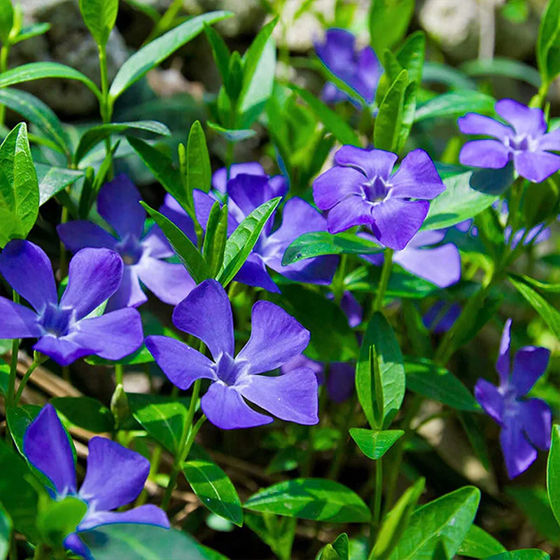 Fresh Garden Vinca Minor Seeds - Image 5