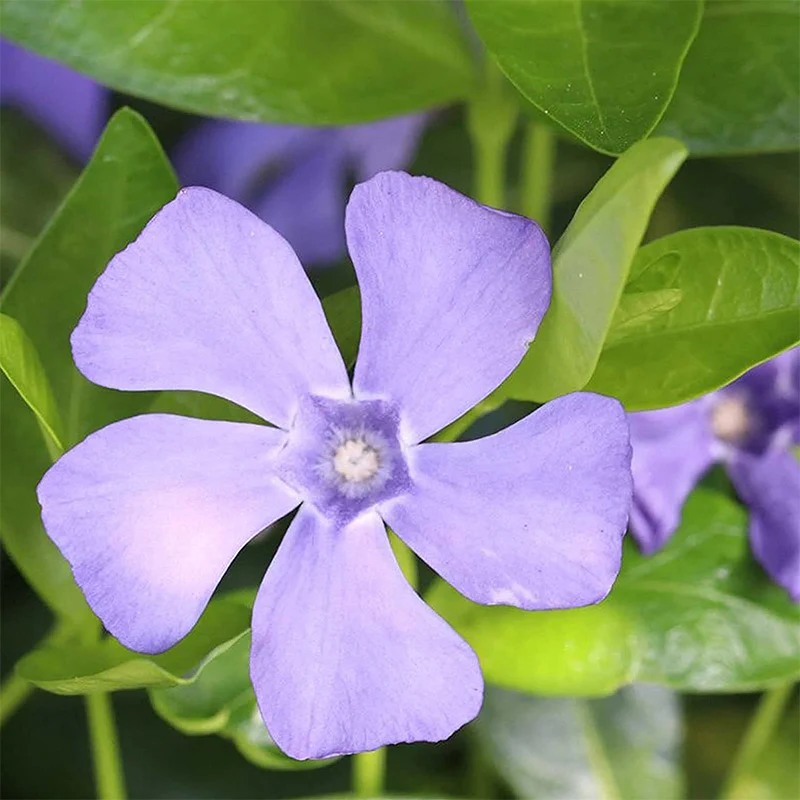 Fresh Garden Vinca Minor Seeds - Image 6