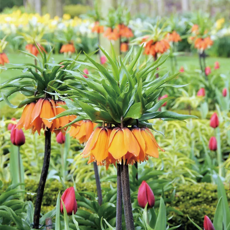 Fritillaria Crown Imperial Aurora - Image 2