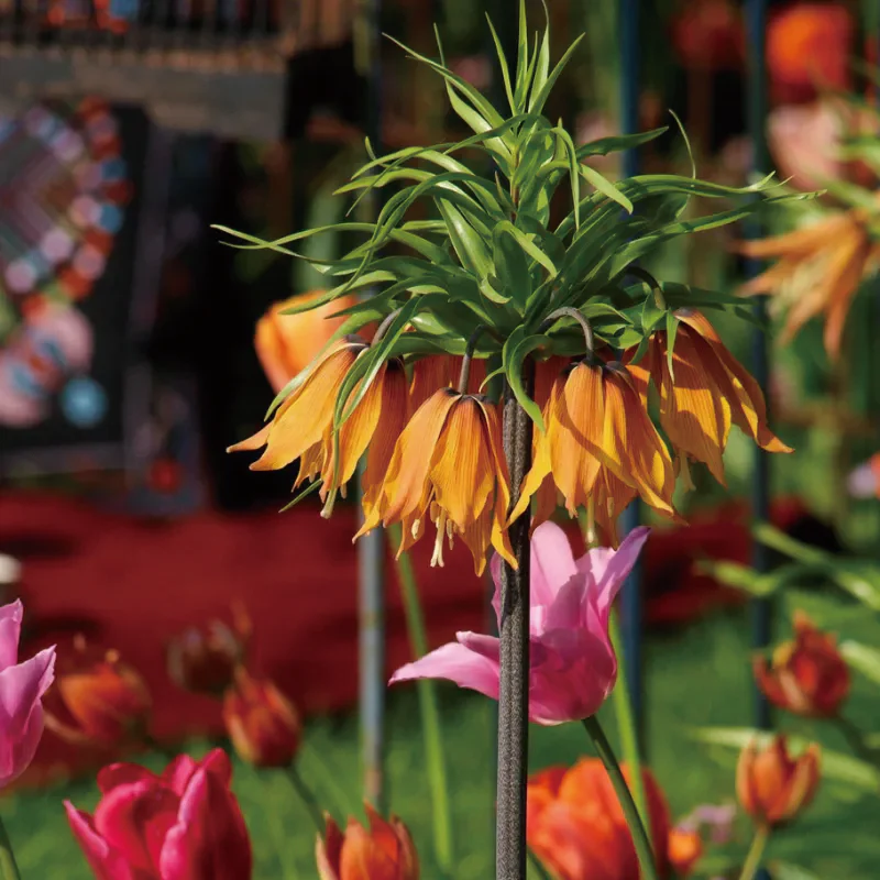 Fritillaria Crown Imperial Aurora - Image 3
