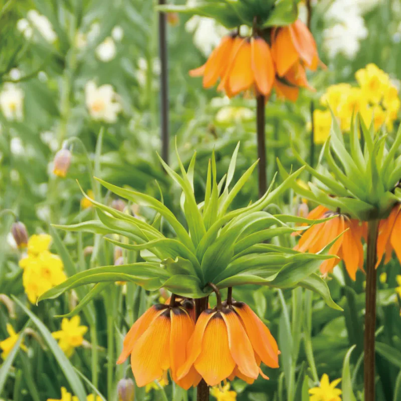 Fritillaria Crown Imperial Aurora - Image 4