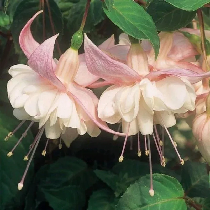 Fuchsia Flowers Seeds Dancing Elf Bonsai - Image 3