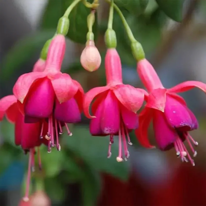 Fuchsia Hybrida Voss Seeds The fairy flower - Image 13