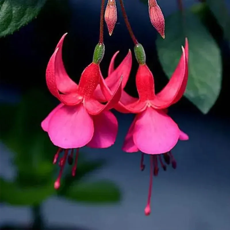 Fuchsia Hybrida Voss Seeds The fairy flower - Image 2