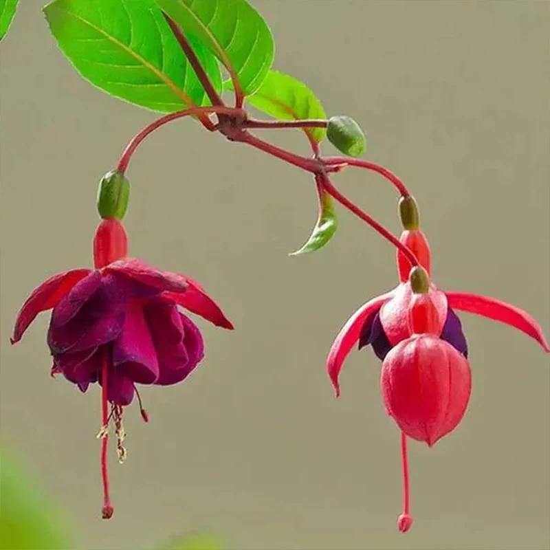 Fuchsia Hybrida Voss Seeds The fairy flower - Image 5