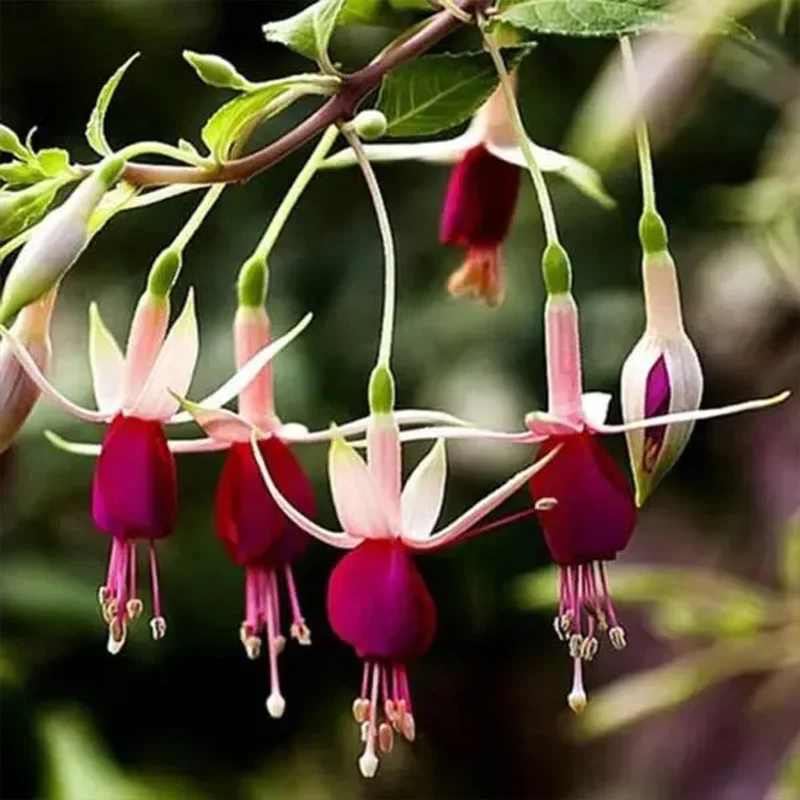 Fuchsia Hybrida Voss Seeds The fairy flower - Image 8
