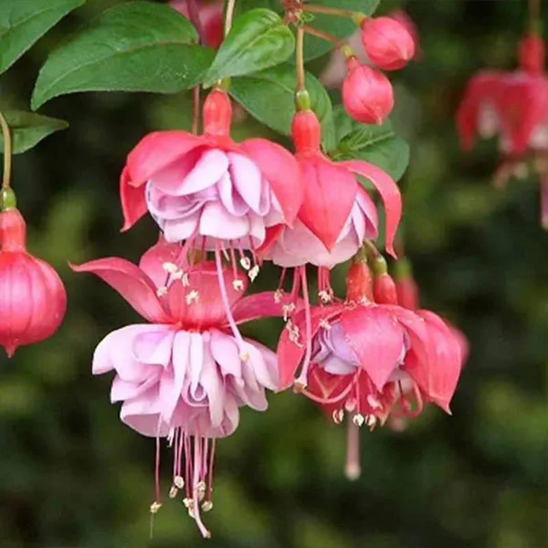 Fuchsia Hybrida Voss Seeds The fairy flower - Image 9