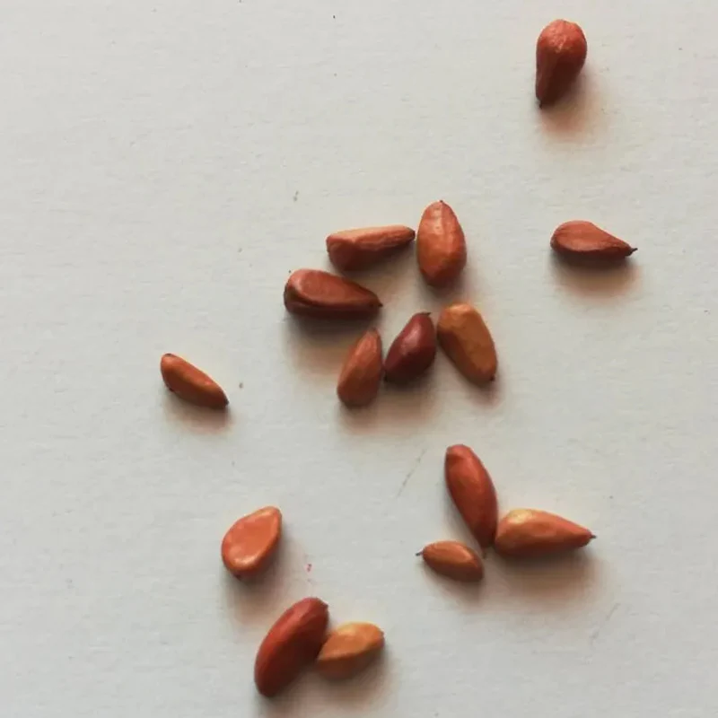 Fuchsia White Rose Seeds - Image 3