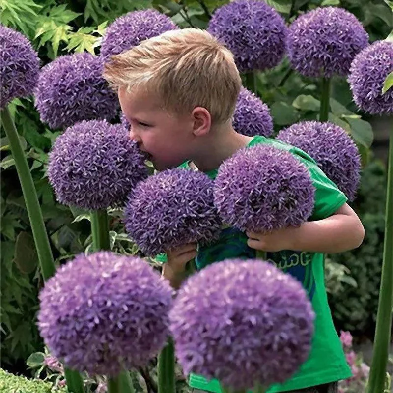 Garden Outdoor Giant Allium Giganteum Beautiful Flower Seeds Bonsai Plant Seeds - Image 2