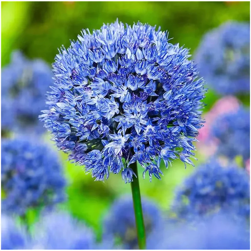 Garden Outdoor Giant Allium Giganteum Beautiful Flower Seeds Bonsai Plant Seeds - Image 3