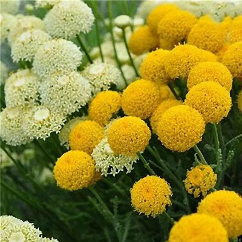 Garden Outdoor Giant Allium Giganteum Beautiful Flower Seeds Bonsai Plant Seeds - Image 4