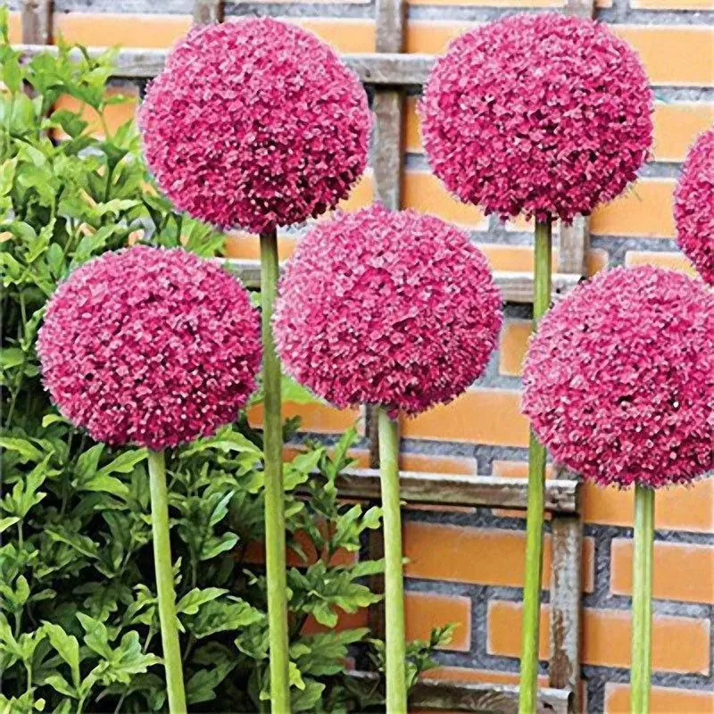 Garden Outdoor Giant Allium Giganteum Beautiful Flower Seeds Bonsai Plant Seeds - Image 5