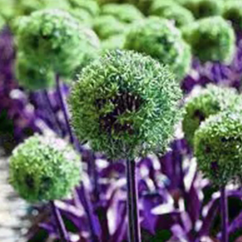 Garden Outdoor Giant Allium Giganteum Beautiful Flower Seeds Bonsai Plant Seeds - Image 6