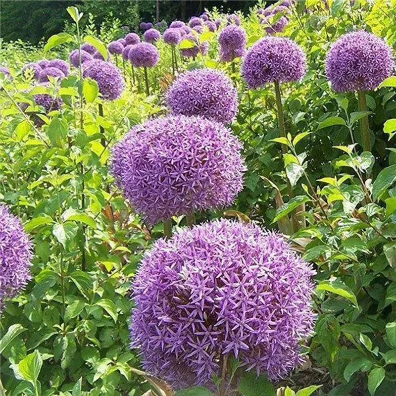 Garden Outdoor Giant Allium Giganteum Beautiful Flower Seeds Bonsai Plant Seeds - Image 7