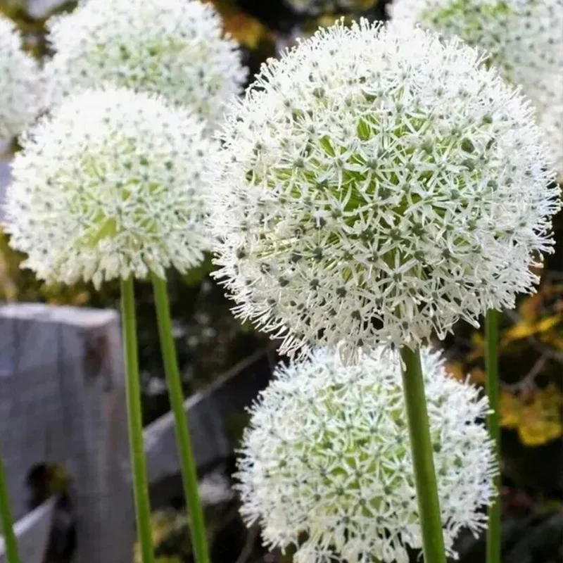 Garden Outdoor Giant Allium Giganteum Beautiful Flower Seeds Bonsai Plant Seeds - Image 8