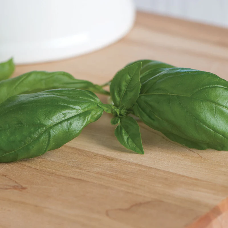 Genovese Basil Seed - Image 2