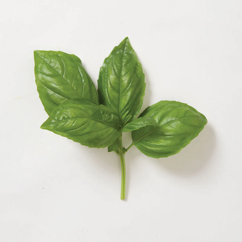Genovese Basil Seed - Image 4